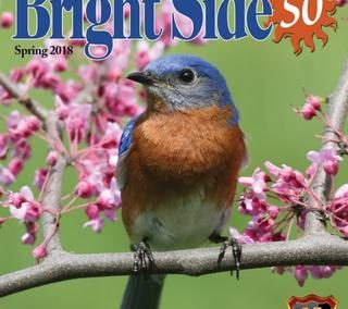 The Bright Side of 50 – Spring 2018